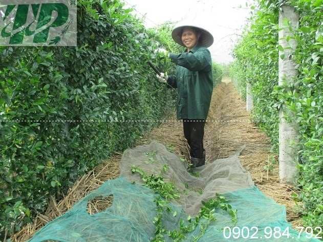 vuon day thia canh vuon day thia canh