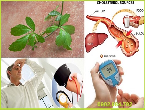 Địa chỉ bán giảo cổ lam tại quận Hoàng Mai uy tín Địa chỉ bán giảo cổ lam tại quận Hoàng Mai uy tín