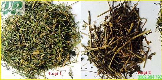 Địa chỉ bán giảo cổ lam tại quận Hoàng Mai uy tín Địa chỉ bán giảo cổ lam tại quận Hoàng Mai uy tín