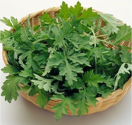 ngãi cứu chữa bầm tím cơ thể ngãi cứu chữa bầm tím cơ thể