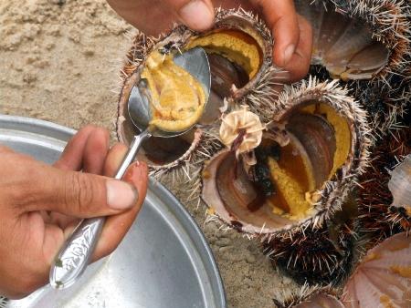 nhum biển nhum biển