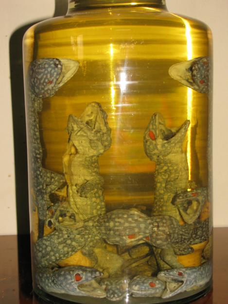 rượu tắt kè rượu tắt kè