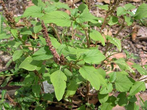 Rau rền cơm Rau rền cơm