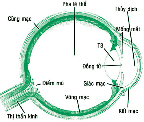 bệnh đau mắt đỏ bệnh đau mắt đỏ