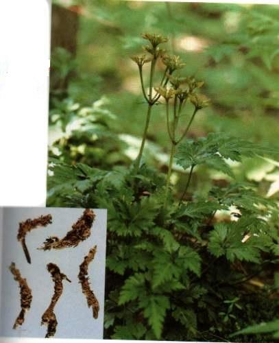 Bài thuốc chữa bệnh cực hiệu quả từ hoàng liên