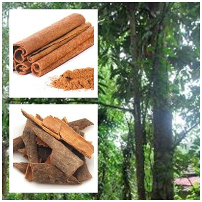 Bài thuốc chữa bệnh hàn cước khí