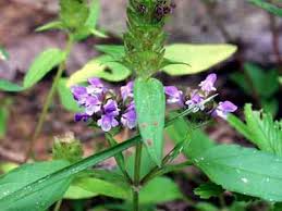 Bài thuốc hay chưa tăng huyết áp hiệu quả