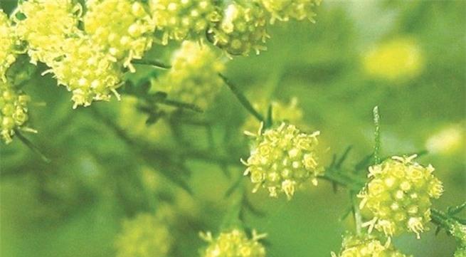 Bài thuốc hay từ cây thuốc quý