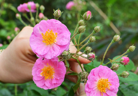 Bài thuốc hay từ hoa cỏ mùa xuân