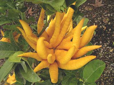 Bài thuốc hay từ phật thủ ít người biết