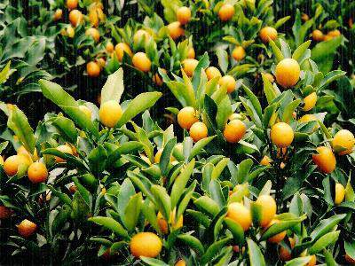 Bài thuốc hay từ quất trị nhiều bệnh hiệu quả