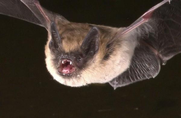 Bài thuốc hay từ thịt dơi tốt cho sức khỏe