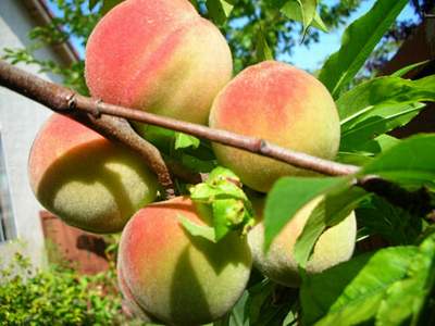 Bài thuốc trị bệnh hiệu quả từ hoa đào