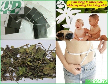 Bán Cao Chè Vằng Lợi Sữa Giảm Cân Tại Quận 10