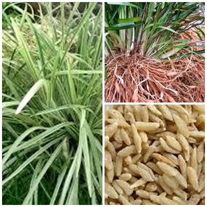 Cách chữa hen bằng trà thảo dược