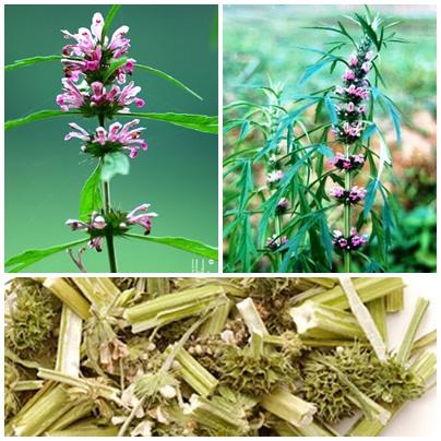 Chữa bệnh khó nói của chị em bằng bài thuốc đơn giản