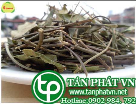 Cửa hàng bán chè vằng tại quận 11  giảm cholesterol máu