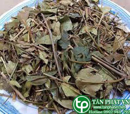 Cung cấp, bán chè vằng tại quận 6 giúp ăn uống ngon miệng hơn