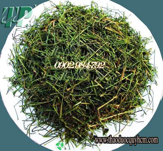 địa chỉ bán cây giảo cổ lam tại quận Gò Vấp