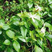 Địa chỉ mua bán chè vằng tại Bình Tân uy tín