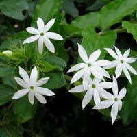 Địa chỉ mua bán chè vằng tại Gia Lai giao hàng nhanh