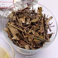 Địa chỉ mua bán chè vằng tại Quảng Nam chất lượng