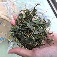 Địa chỉ mua bán chè vằng tại Thủ Đức chất lượng