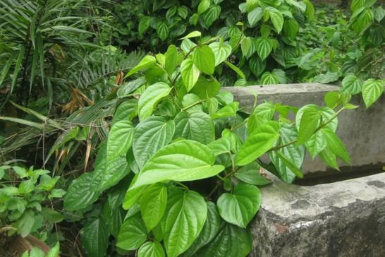 Mách bạn bài thuốc rẻ tiền trị dứt điểm khí hư vùng kín