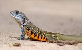 Món ăn chữa bệnh phong thấp