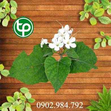 mua bán bạch đồng nữ tại tphcm ở đâu ?