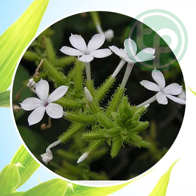 mua bán bạch hoa xa thiện thảo tại tphcm ở đâu ?