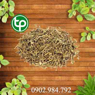 mua bán cây cà gai leo tại thcm ở đâu ?