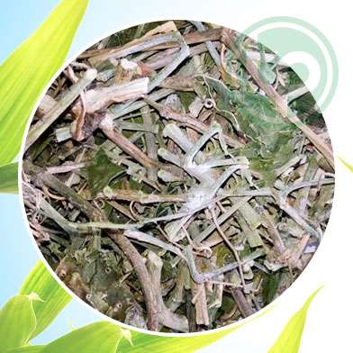 mua bán cây chìa vôi tại tphcm ở đâu ?