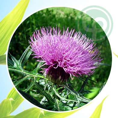 mua bán cây đại kế tại tphcm ở đâu ?