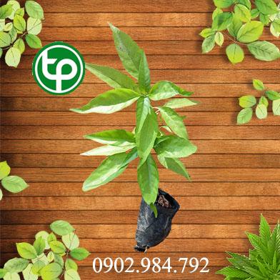 mua bán cây hoàn ngọc tại tphcm ở đâu ?