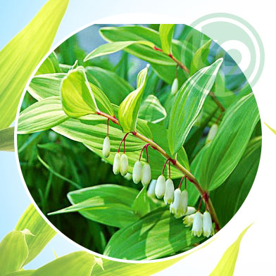 mua bán cây hoàng linh tại tphcm ở đâu ?