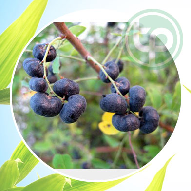 mua bán cây phèn đen tại tphcm ở đâu ?