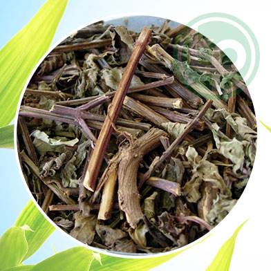 mua bán cây râu mèo tại tphcm ở đâu ?