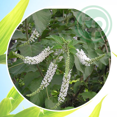 mua bán cây roi ngựa tại tphcm ở đâu ?