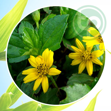 mua bán cây sài đất tại tphcm ở đâu ?