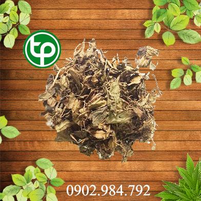 mua bán cây sói rừng tại tphcm ở đâu ?