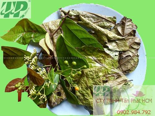 Mua Bán Cây Xạ Đen tại Vĩnh Phúc