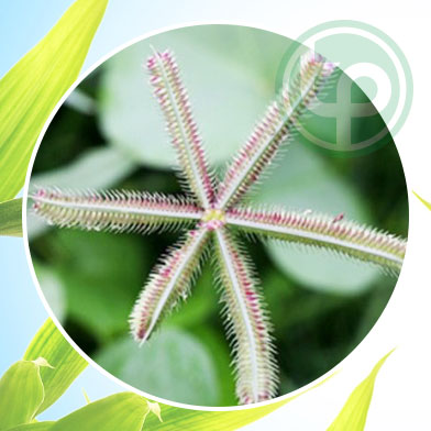 mua bán cỏ mần trầu tại tphcm ở đâu ?