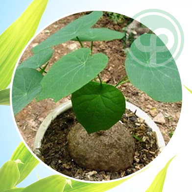 mua bán củ bình vôi tại tphcm ở đâu ?