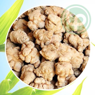 mua bán củ tam thất bắc tại tphcm ở đâu ?