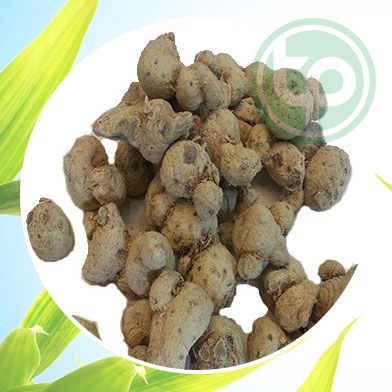 mua bán củ tam thất nam tại tphcm ở đâu ?