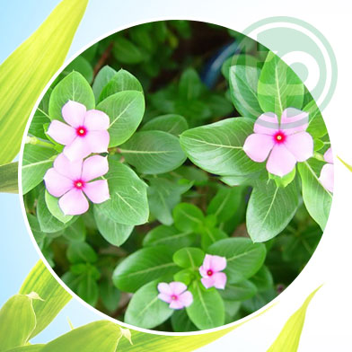 mua bán dừa cạn tại tphcm ở đâu ?