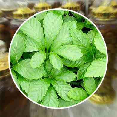 mua bán giảo cổ lam tại tphcm ở đâu ?