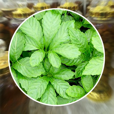 mua bán giảo cổ lam tại tphcm ở đâu ?