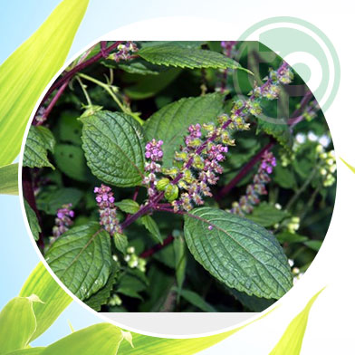 mua bán hương nhu tại tphcm ở đâu ?